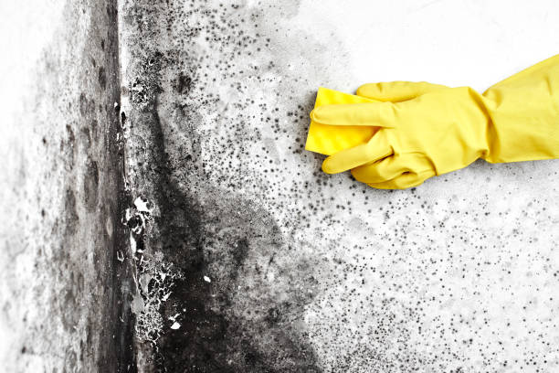 Best Emergency Mold Removal  in Seguin, TX