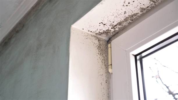 Best Local Mold Removal Service  in Seguin, TX