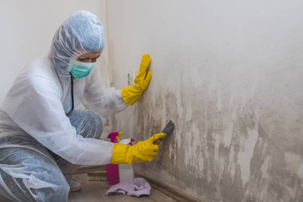 Best Certified Mold Removal  in Seguin, TX