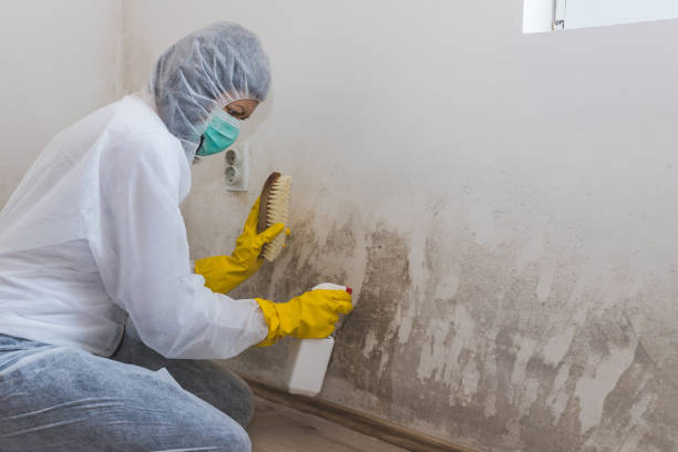 Best Black Mold Removal  in Seguin, TX