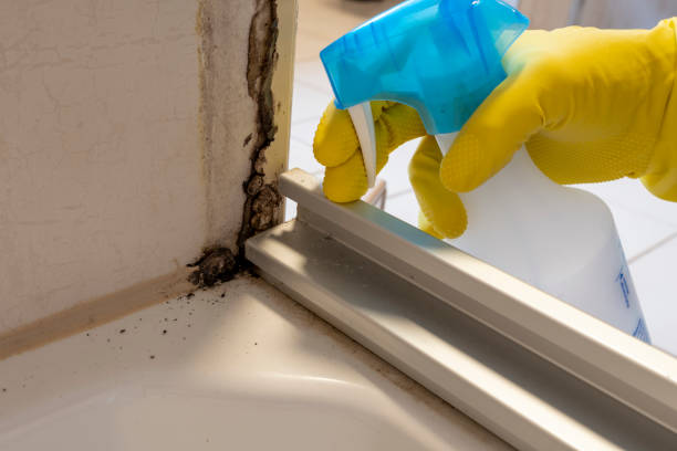 Mold Removal Process in Seguin, TX