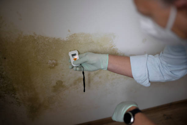 Trusted Seguin, TX Mold Removal Experts