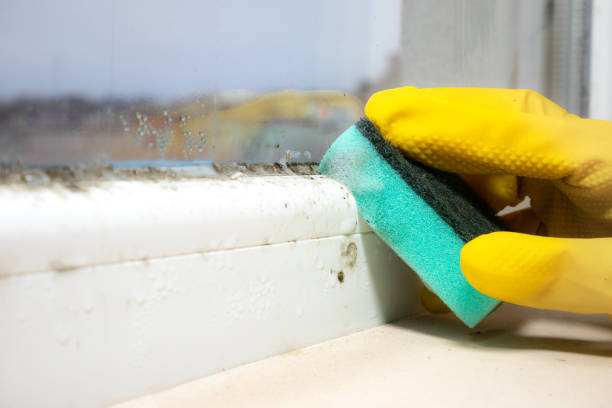 Best Mold Damage Repair  in Seguin, TX