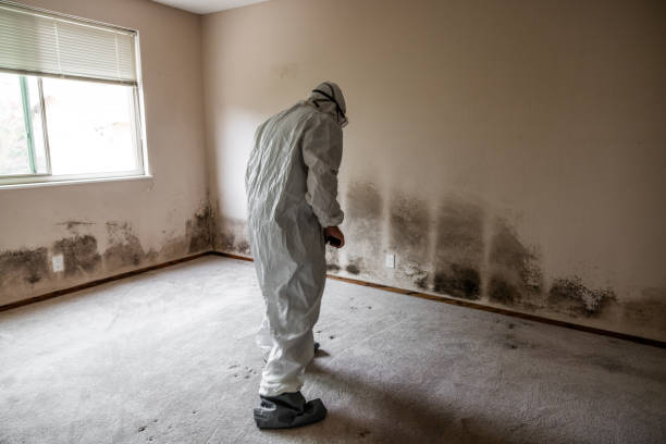 Attic Mold Removal in Seguin, TX