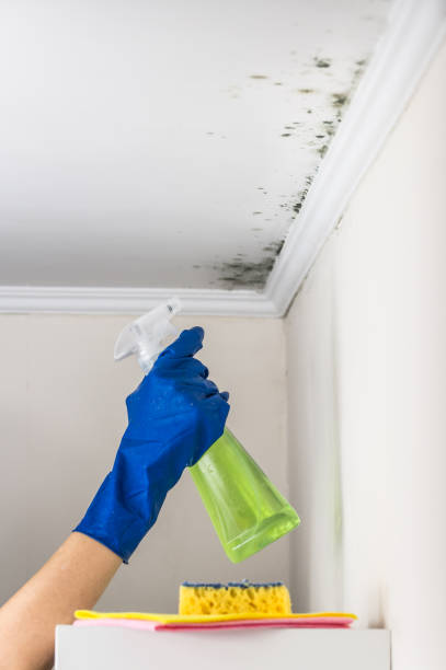 Best Commercial Mold Removal  in Seguin, TX