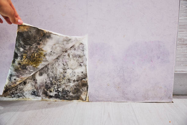 Best Residential Mold Removal  in Seguin, TX